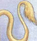 Nakshatra #19: Mula.
Symbol: Roots, elephant goad, lion Mula