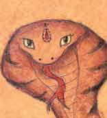 Nakshatra #9: Ashlesha.
Symbol: Curled snake.
Name translation: Wrapping around (like a snake), hugging.
Devata: Naga - the lord of snakes (Sharpa).
Character: sharp.
VD Ruler: Buddha (Mercury).
Tib. El-t: water. Ashlesha